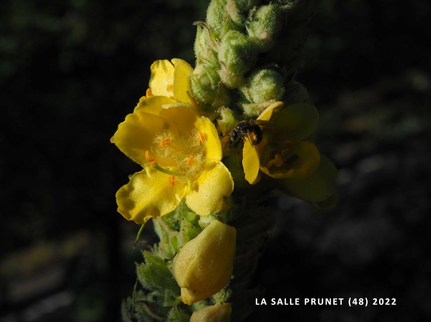 Mullein, Aaron's Rod flower